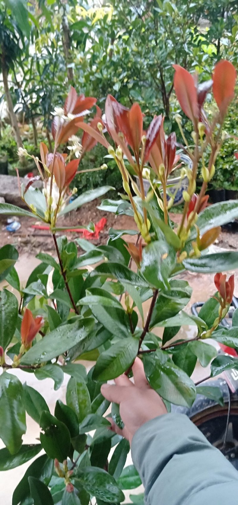 巴西樱桃苗