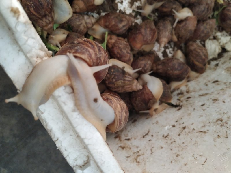白玉蜗牛
