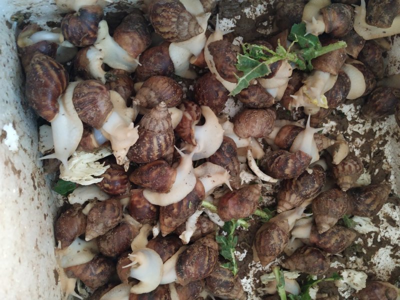 白玉蜗牛