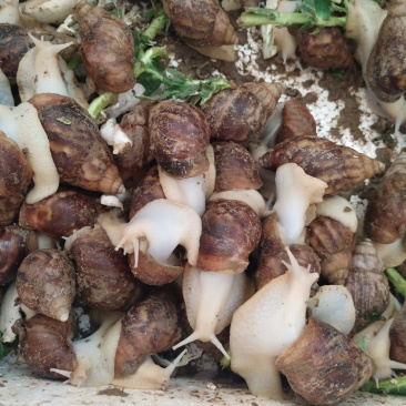 白玉蜗牛