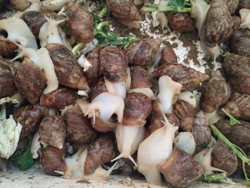 白玉蜗牛