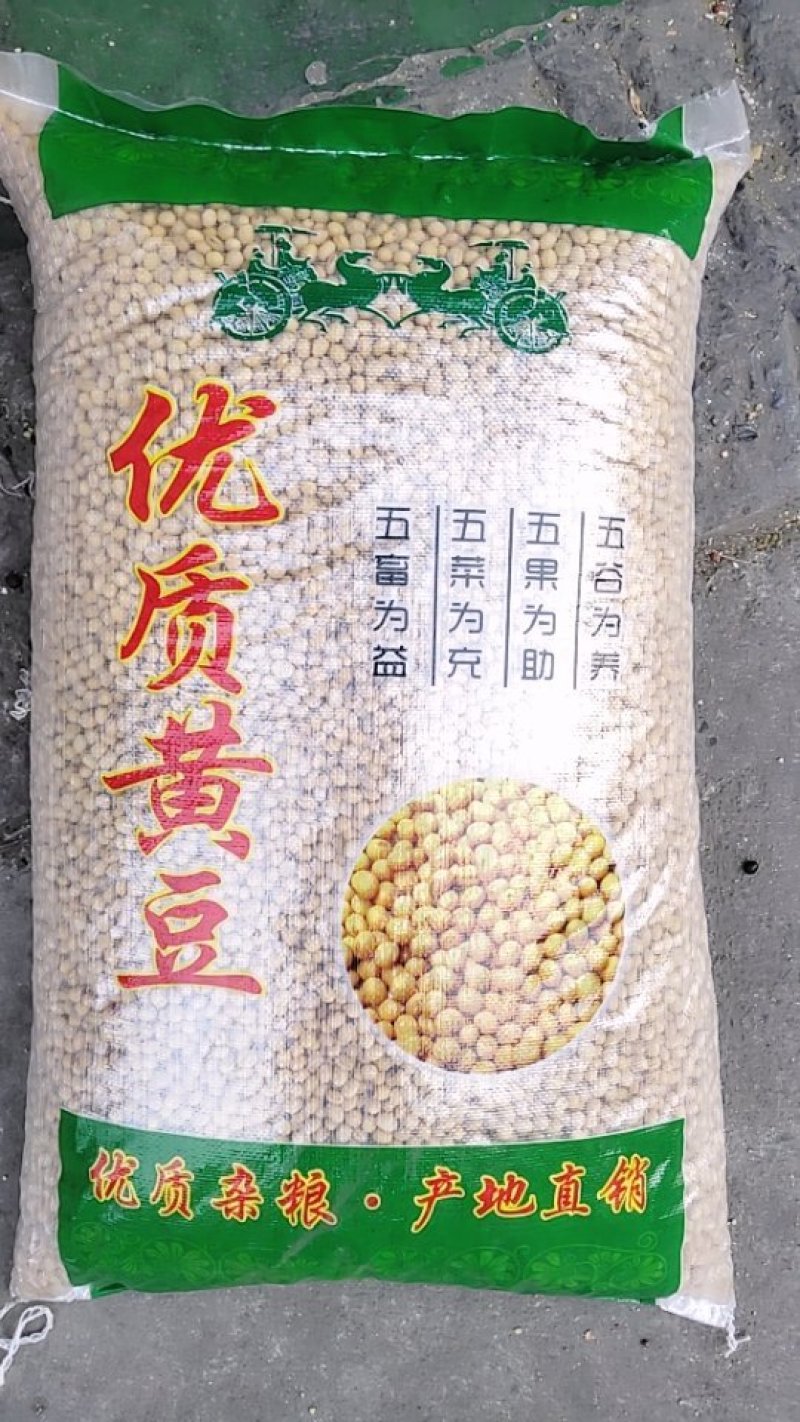 优质大颗粒菜黄豆