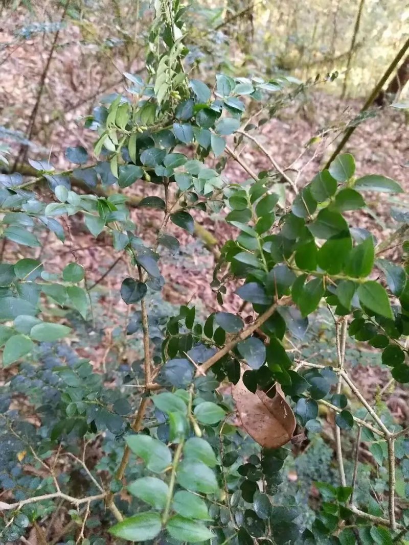 :绣花针鲜根