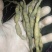 :绣花针鲜根