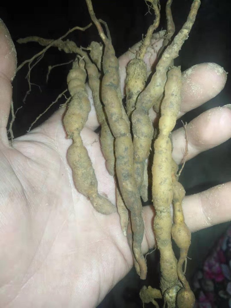 :绣花针鲜根