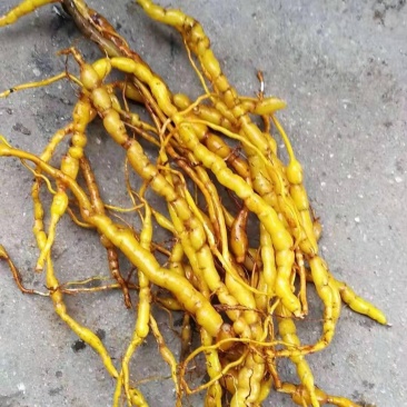 :绣花针鲜根