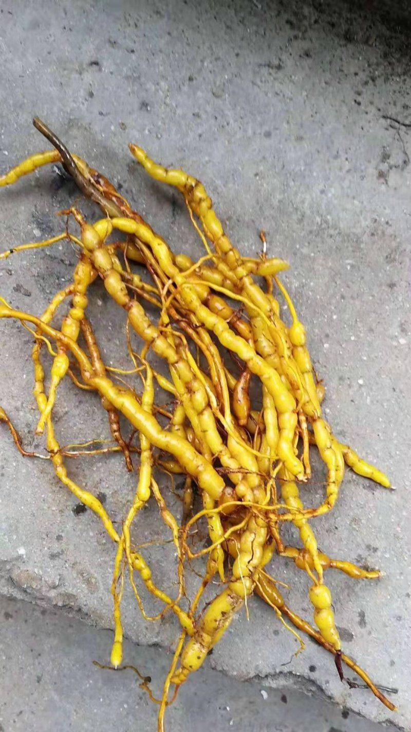 :绣花针鲜根