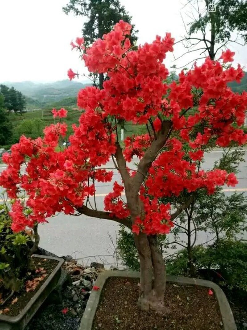 《杨氏盆景》长期出售百年老桩国旗红映山红