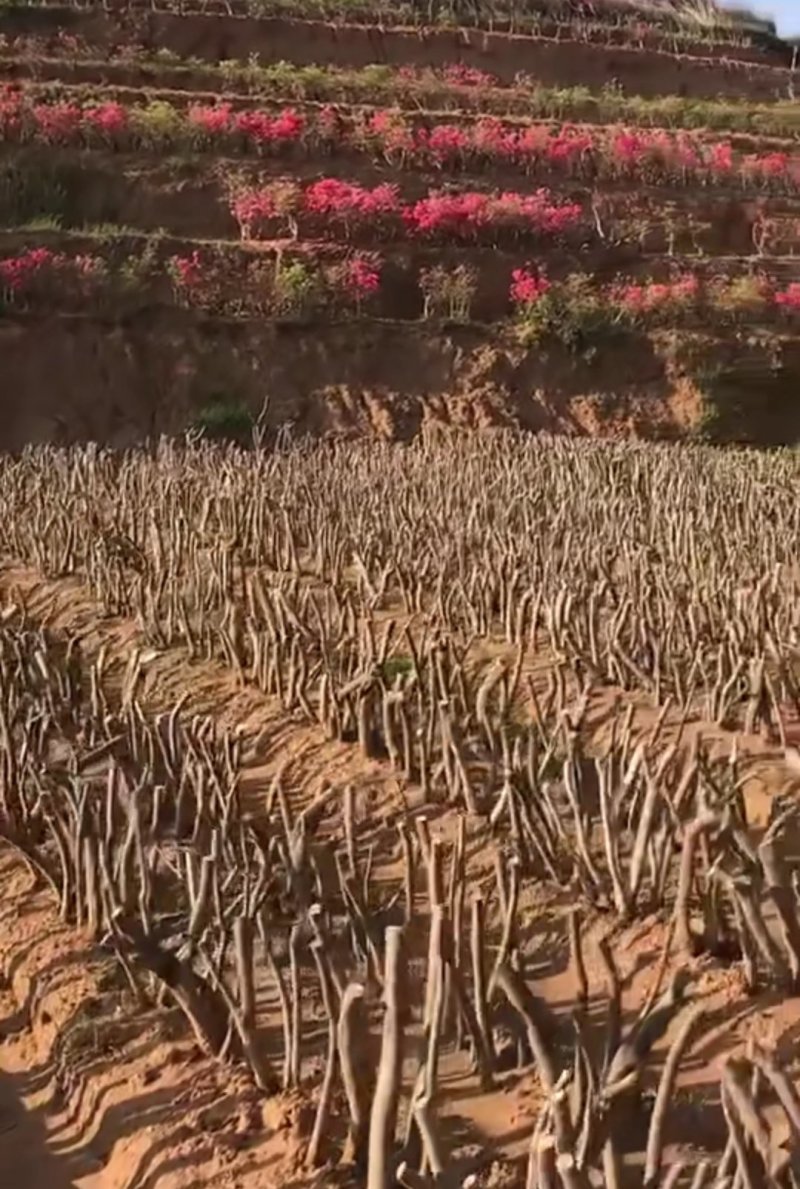 《杨氏盆景》长期出售百年老桩国旗红映山红