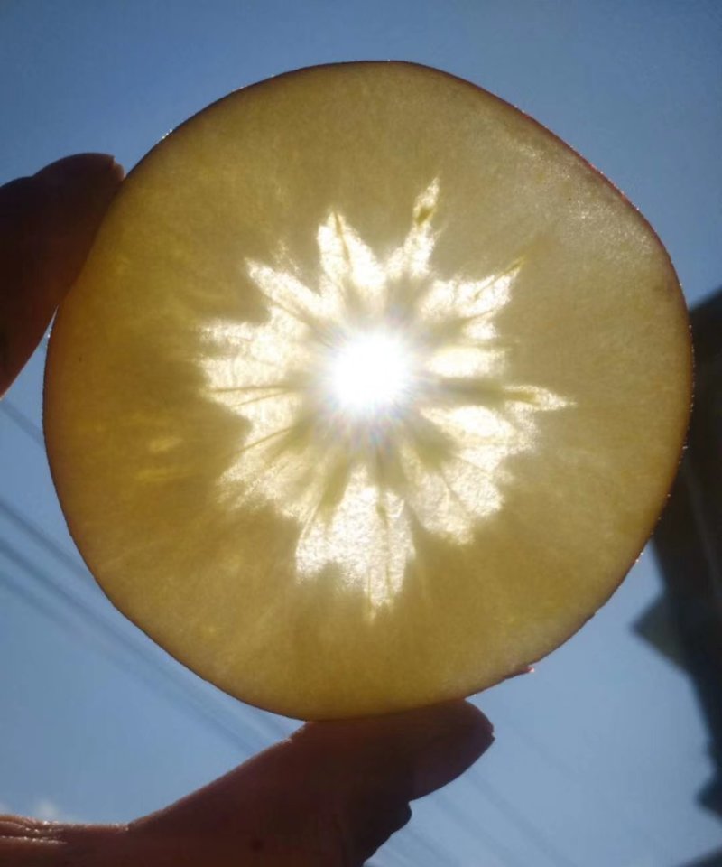 糖心苹果树苗免费提供种植技术。基地直销