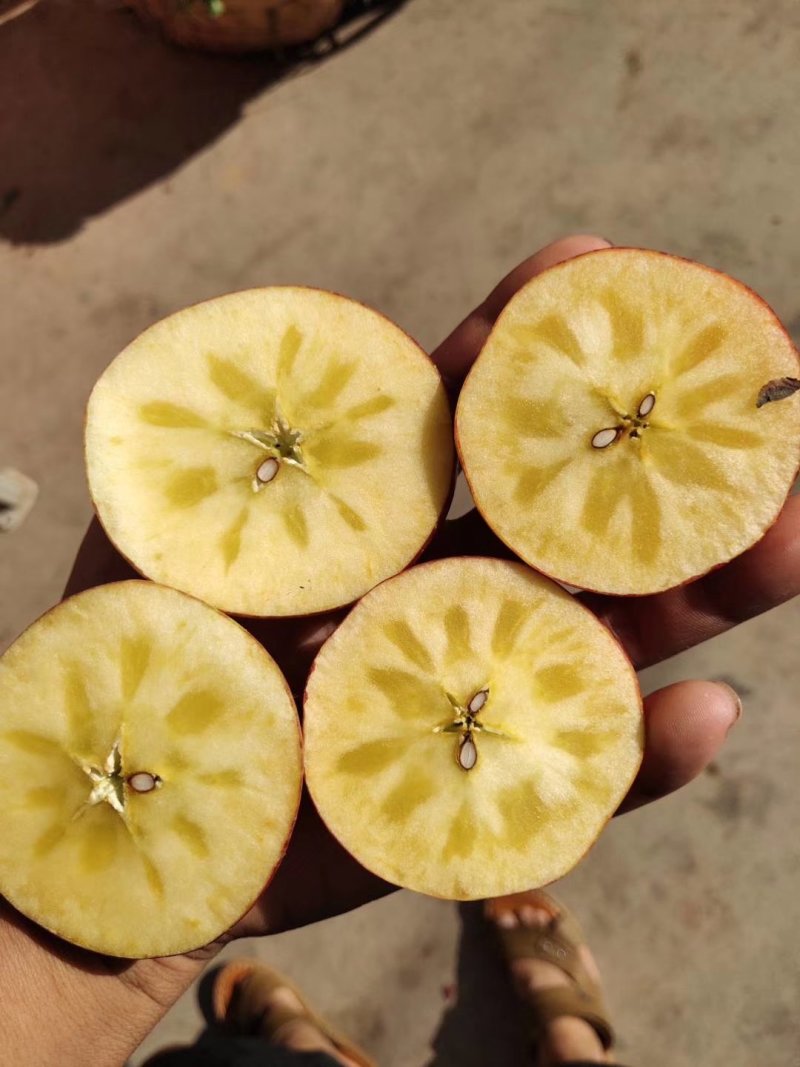糖心苹果树苗免费提供种植技术。基地直销