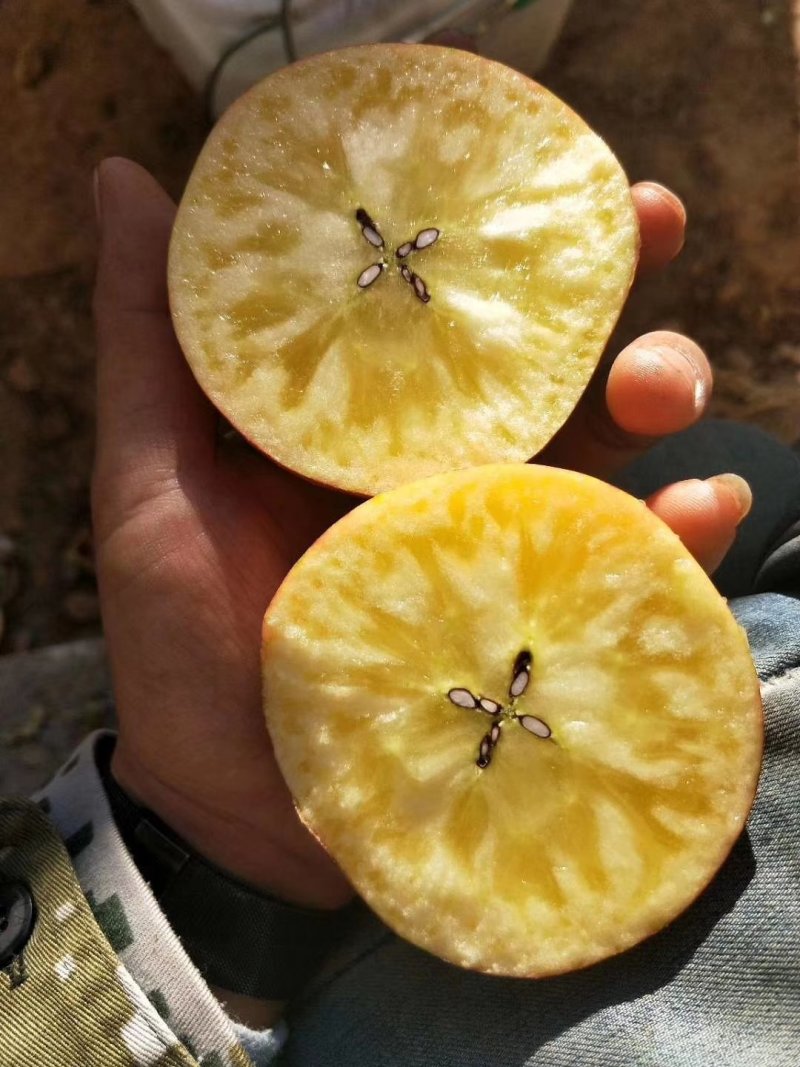 糖心苹果树苗免费提供种植技术。基地直销
