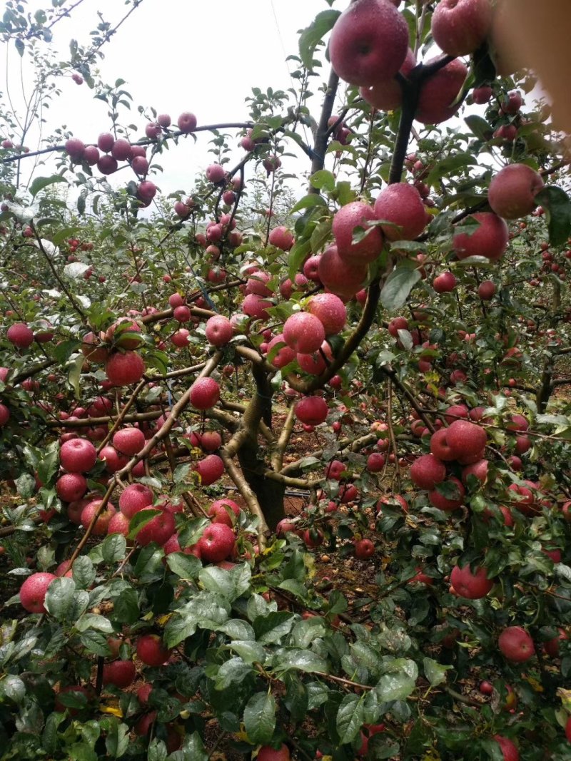 糖心苹果树苗免费提供种植技术。基地直销