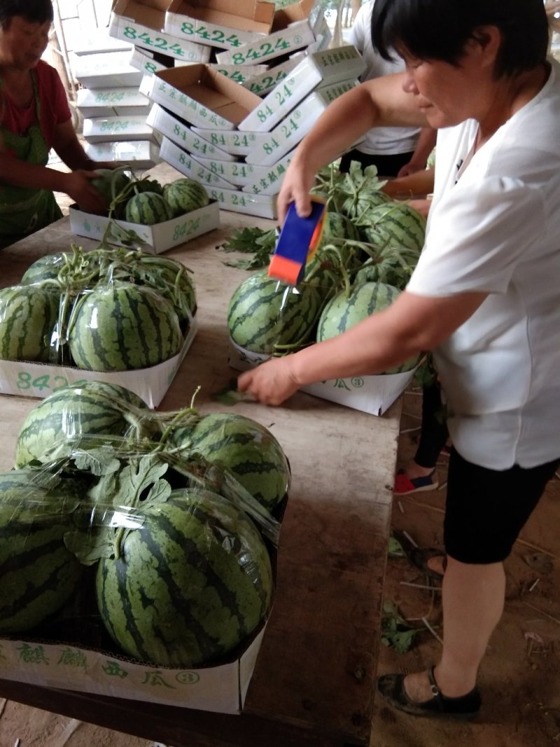 精品8424西瓜-河南夏邑万亩基地，品质保证，质量**