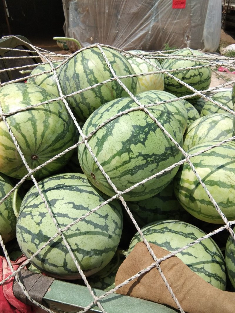 精品8424西瓜-河南夏邑万亩基地，品质保证，质量**