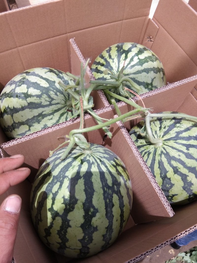 精品8424西瓜-河南夏邑万亩基地，品质保证，质量**