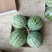 精品8424西瓜-河南夏邑万亩基地，品质保证，质量**
