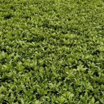 茼蒿