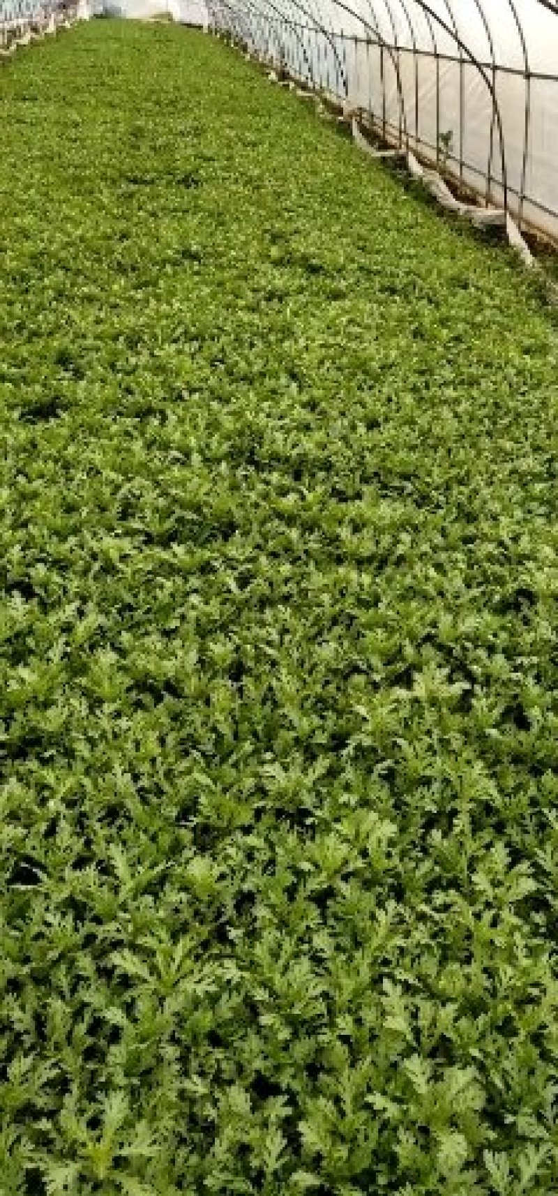 茼蒿