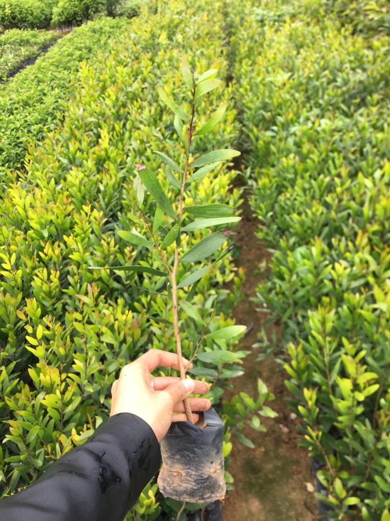 供应相思树苗造林苗20-80