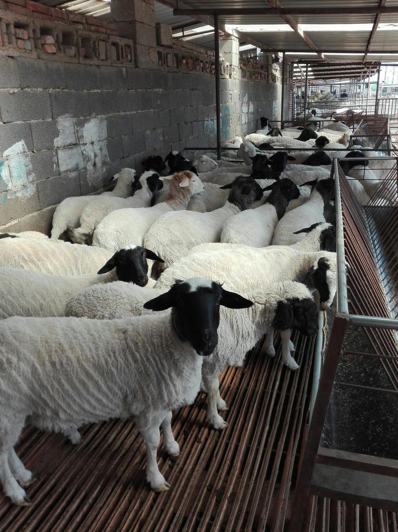 纯种波尔山羊，种羊羊羔，优质品种，货源充足，有要羊的联系