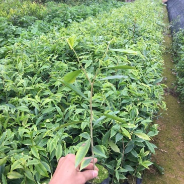 名贵苗木沉香苗高度20起