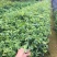 名贵苗木沉香苗高度20起