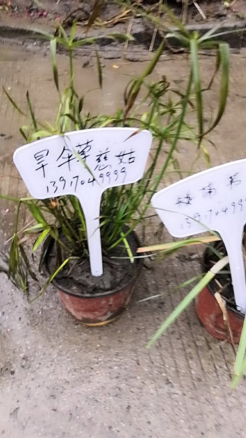 观花植物