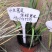 观花植物