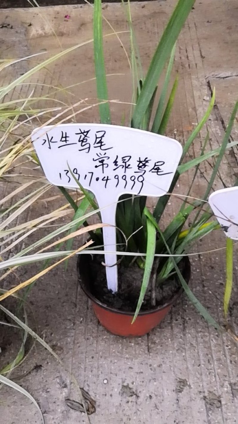 观花植物