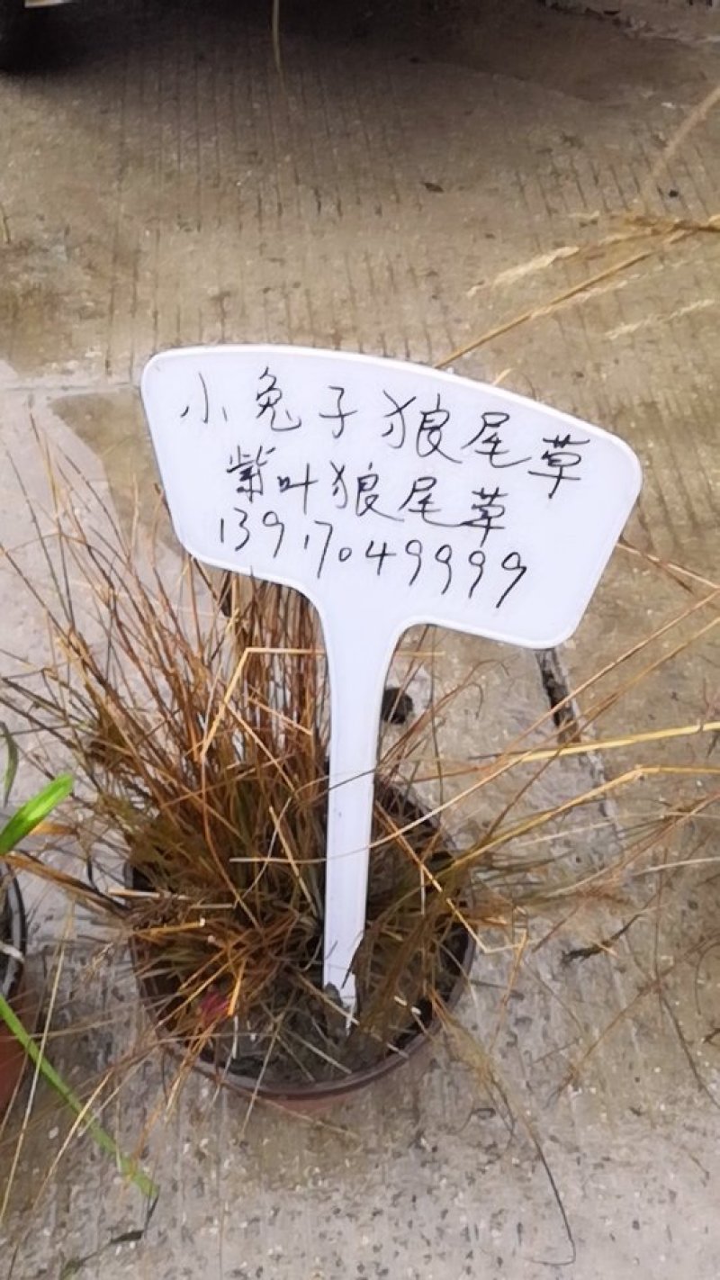 观花植物