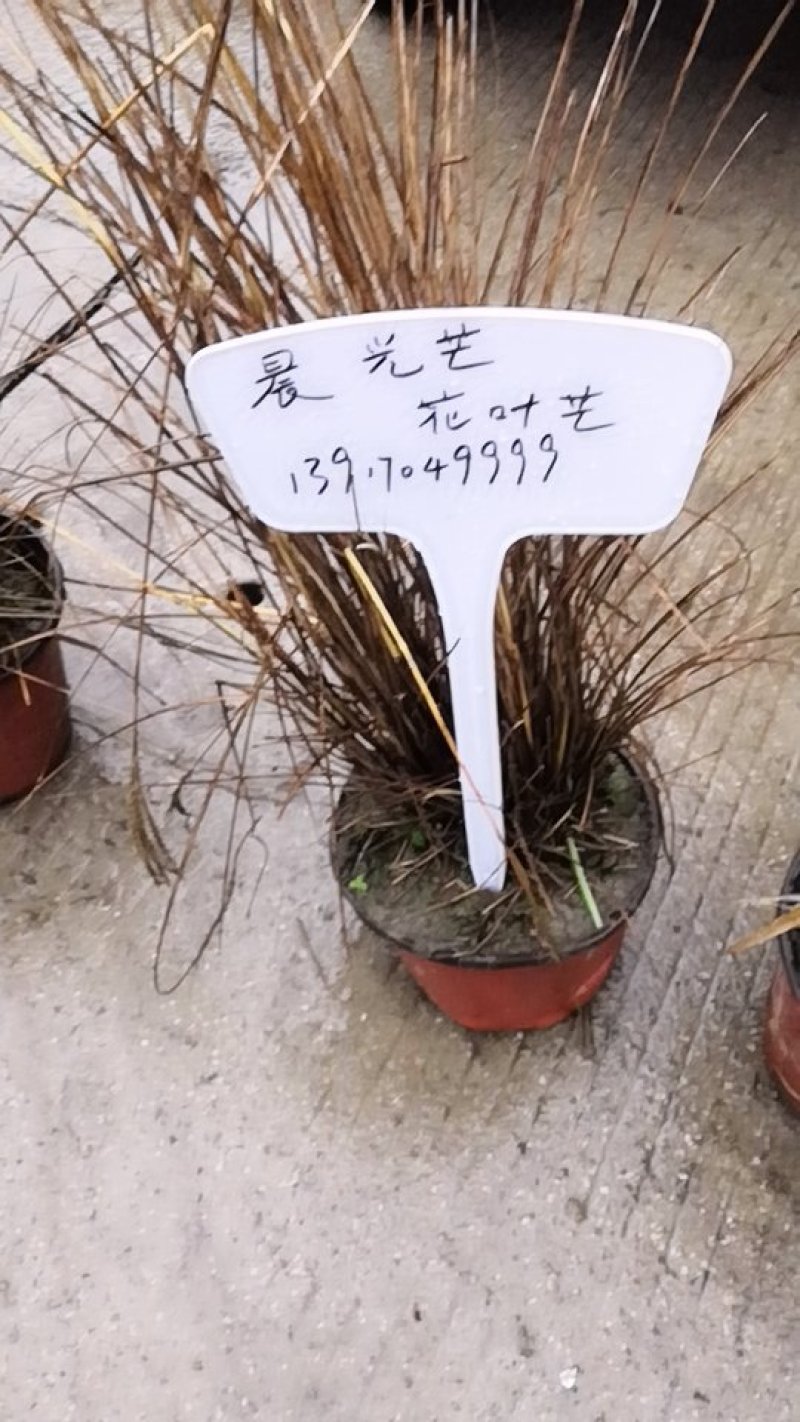 观花植物