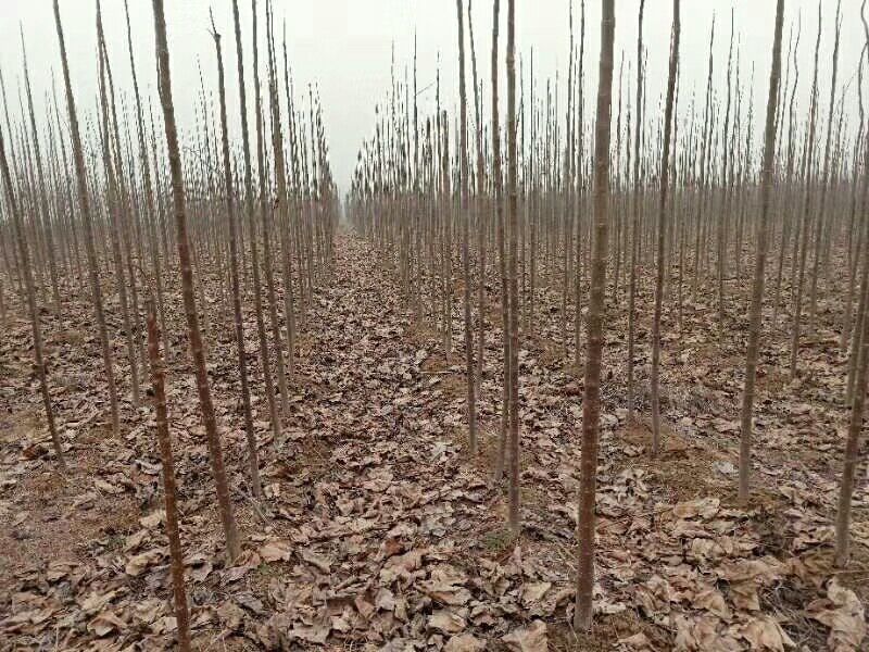绿化苗木