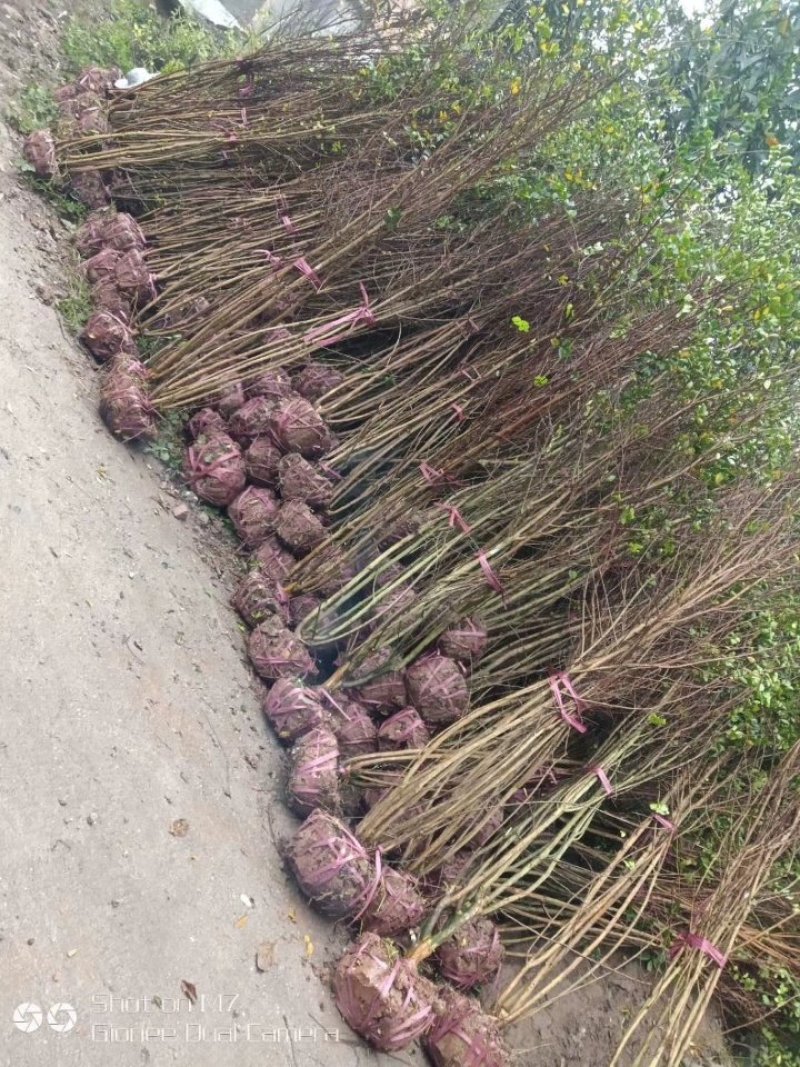 丛生紫薇