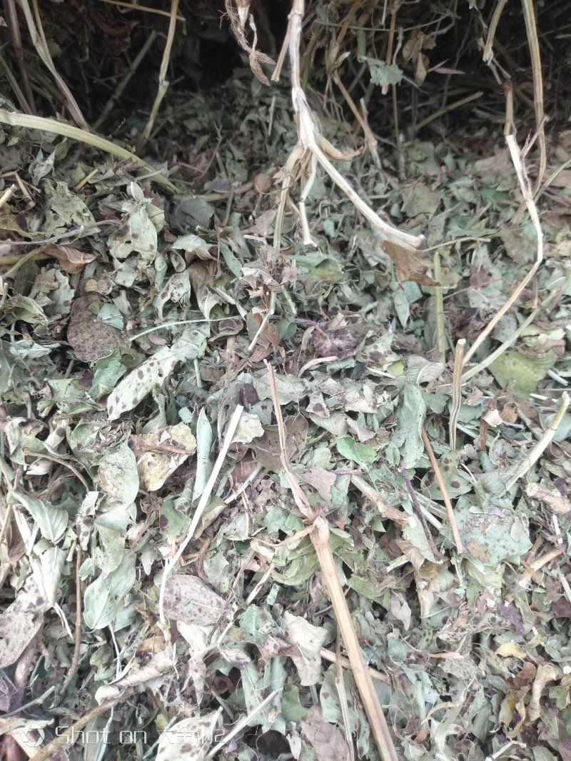 羊草