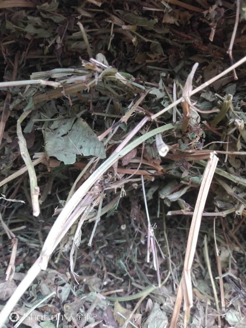 羊草