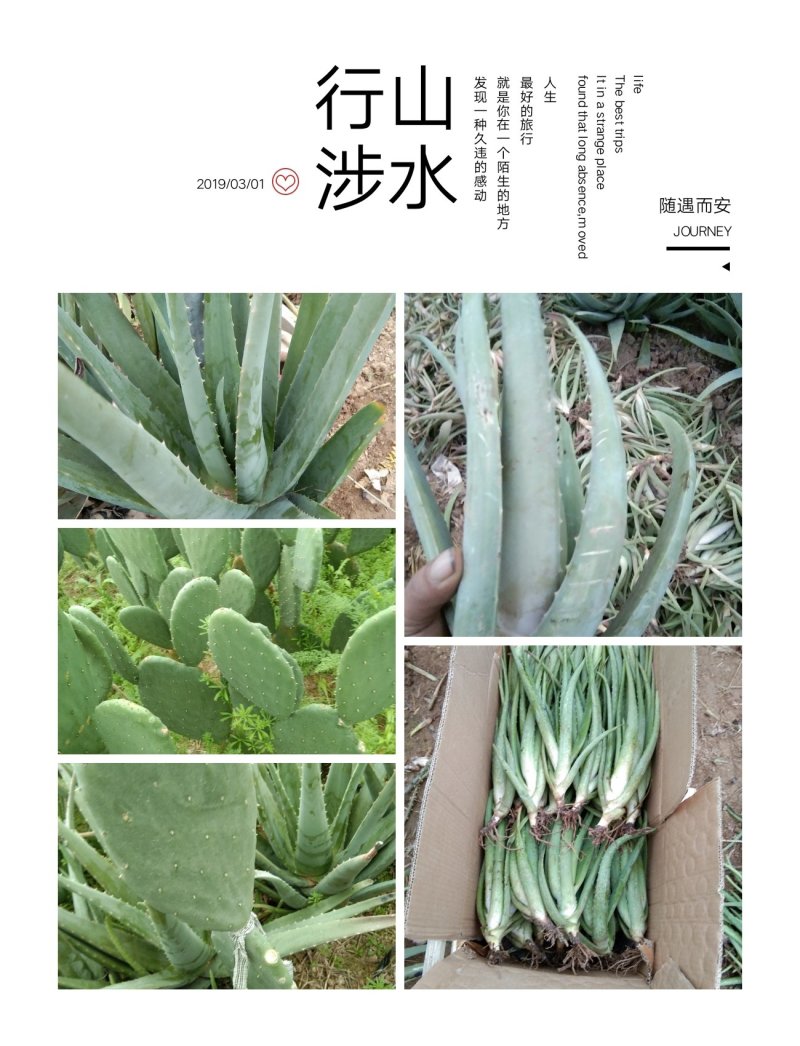 芦荟