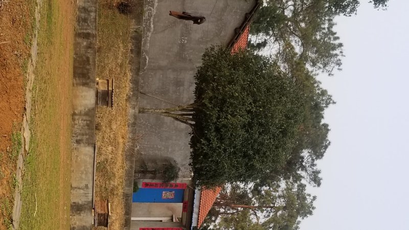 一手货源精品桂花树