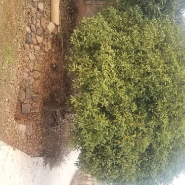 一手货源精品桂花树