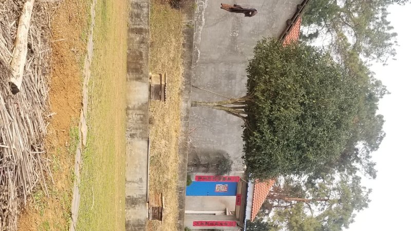 一手货源精品桂花树