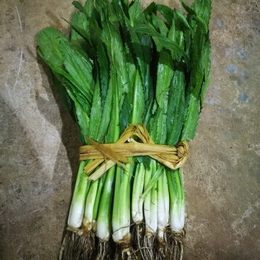 大叶香菜