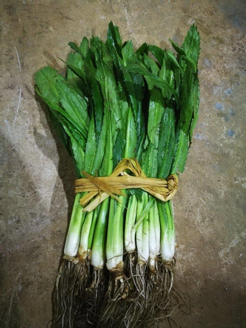 大叶香菜