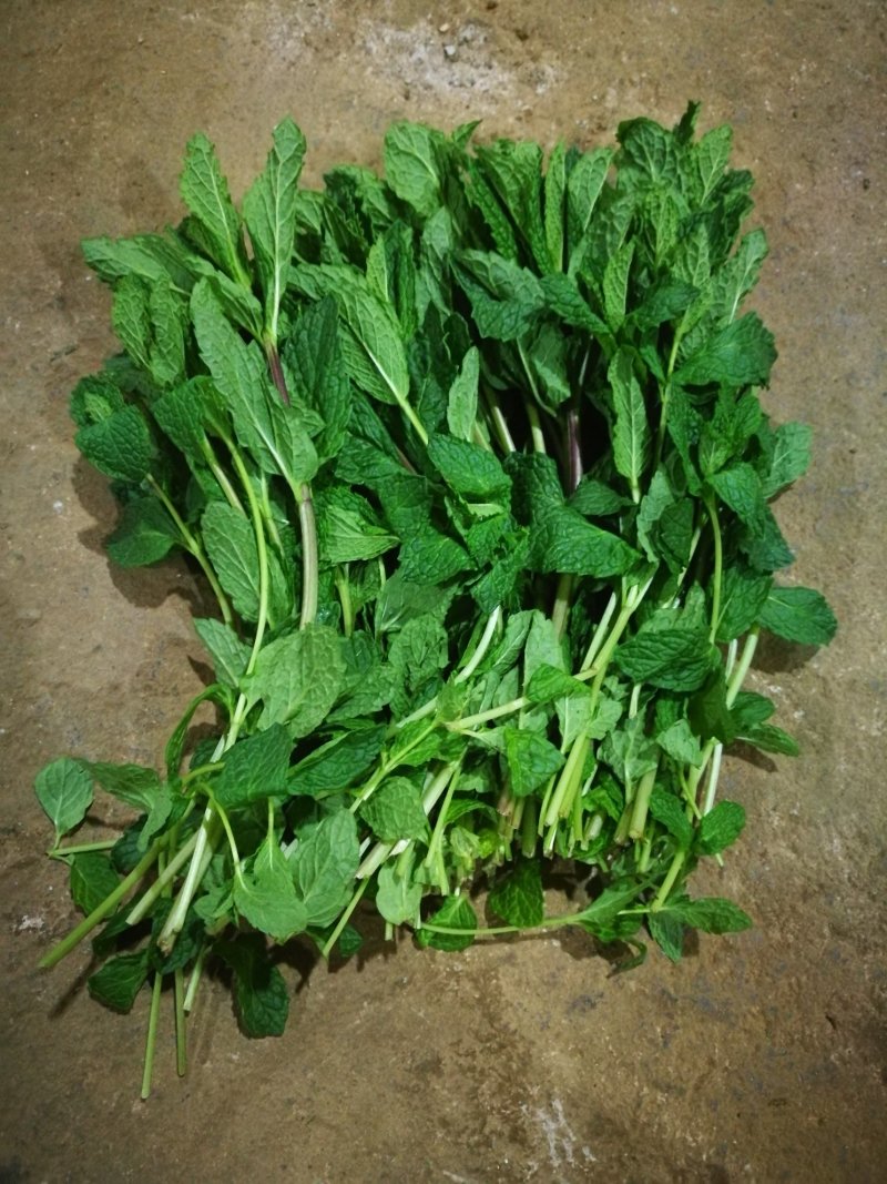 薄荷