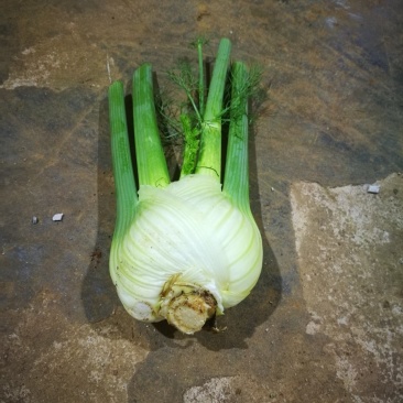茴香球