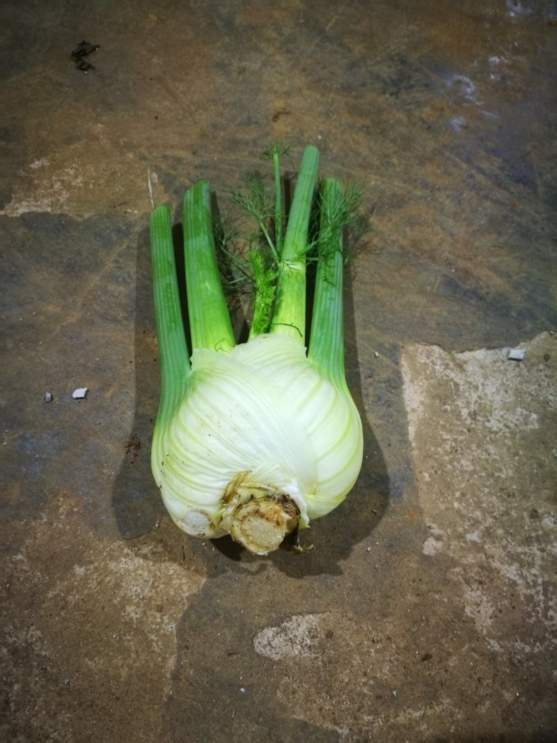 茴香球