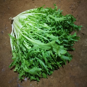 苦细生菜