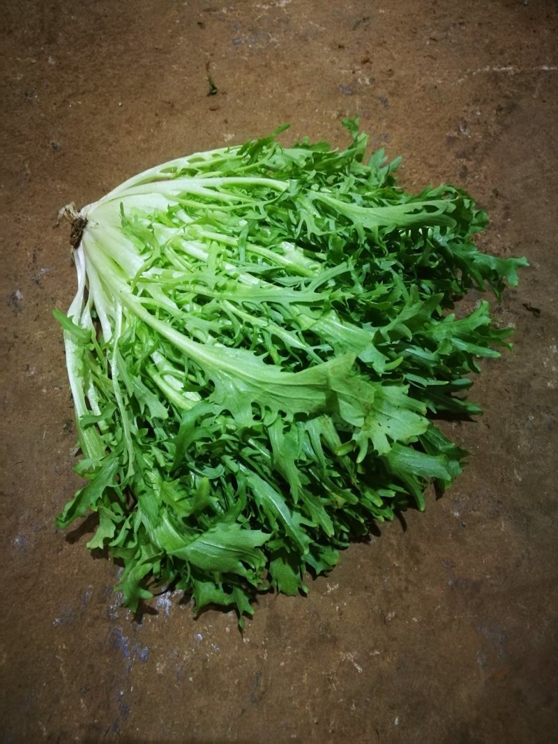 苦细生菜