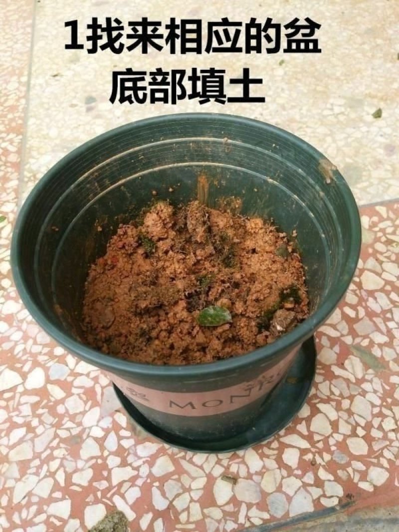 出售2~4年苗重瓣茉莉花苗，春季种植50天后有花苞