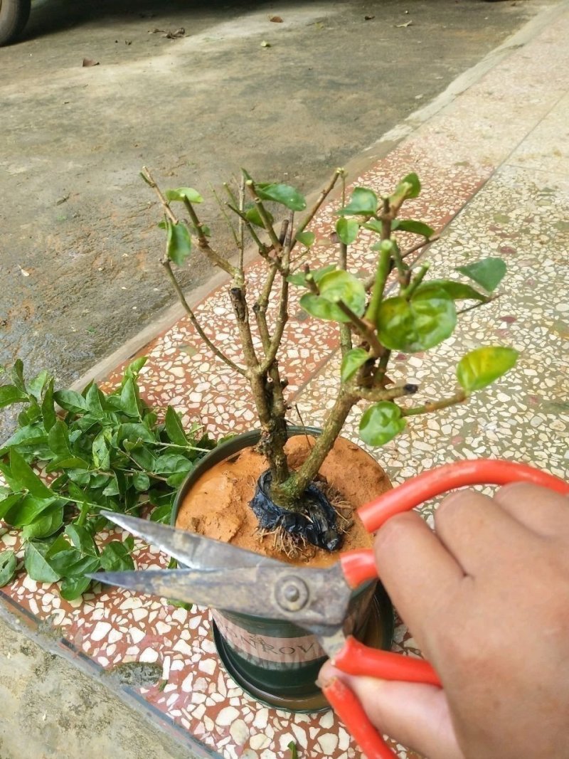 出售2~4年苗重瓣茉莉花苗，春季种植50天后有花苞