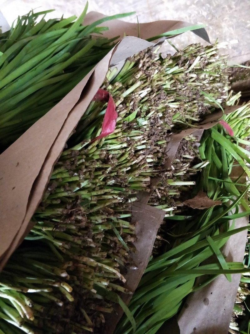 韭菜